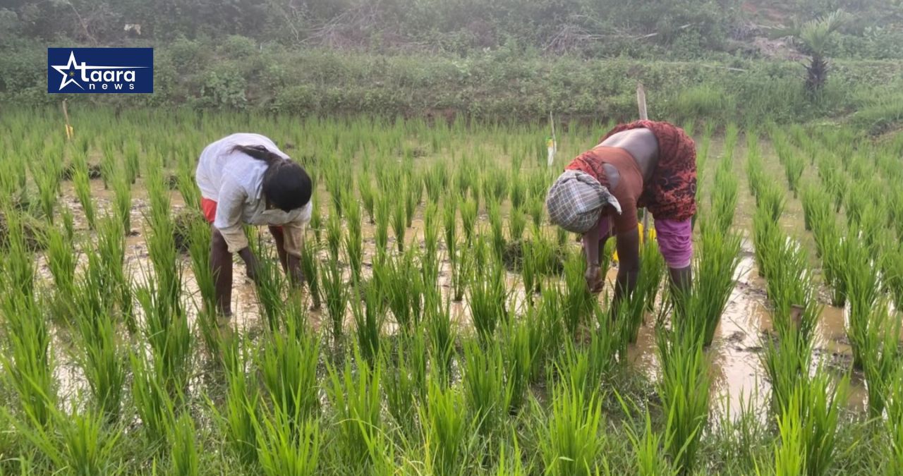 kolhapur kharif sowing 43 percent rain reak farmers waiting for rain